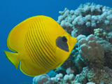 Masked Butterflyfish (Chaetodon Semilarvatus), Marsa Alam, Red Sea, Egypt Photographic Print by Reinhard Dirscherl
