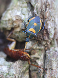 Predatory Stink Bug (Euthyrhynchus Floridanus) Feeding on a Much Larger Cockroach, Charleston Photographic Print by Marc Epstein