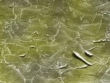 Porcupine Quill Surface, SEM Photographic Print by Wolf Fahrenbach
