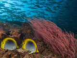 Coral Reef Scene with Schooling Jacks in the Background, Red Alcyonarian Corals Photographic Print by David Fleetham