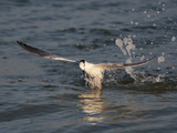 Sandwich Tern (Sterna Sandvicensis) Emerging from the Ocean after Diving for Fish Photographie par John Cornell
