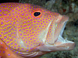 Cleaner Shrimp Taking a Close Look for Parasites on This Coral Grouper (Cephalopholis Miniata) Photographic Print by David Fleetham