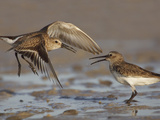 Dunlins (Calidris Alpina) Having a Territorial Battle Photographic Print by John Cornell