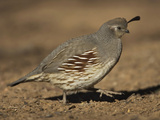 Gambel's Quail, Callipepla Gambelii, Female, Southwestern USA Photographic Print by John Cornell