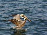 Brown Pelican on Water Surface (Pelicanus Occidentalis) Photographie par John Cornell