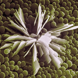 Bird Dropping Crystal, SEM Photographic Print by Wolf Fahrenbach