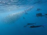 Atlantic Sailfish Hunting Sardines (Istiophorus Albicans), Isla Mujeres, Yucatan Peninsula Sea Photographic Print by Reinhard Dirscherl