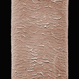 Human Eyelash, SEM X500, 3.5" X 4.5" Photographic Print by Wolf Fahrenbach