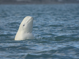 Beluga Whale or White Whale Spyhopping, Delphinapterus Leucas, Somerset Island, Nunavut, Canada Photographic Print by Gerald & Buff Corsi