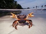 Sparring Female Crab with Eggs, (Gecarcinidae), Pacific Ocean, Panglao Island Photographic Print by Reinhard Dirscherl