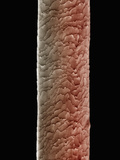 Human Forearm Hair, SEM X500 Photographic Print by Wolf Fahrenbach
