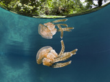 Mastigias Jellyfish (Matigias Papua), Risong Bay, Micronesia, Palau Photographic Print by Reinhard Dirscherl