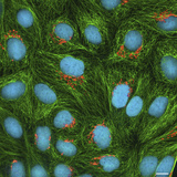 Cultured Helcells Showing Microtubules (Green) Golgi (Red) and Nuclei (Blue) Photographic Print by Thomas Deerinck