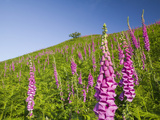 Foxgloves Growing on the Fellside Above Grasmere in the Lake District, United Kingdom Photographie par Ashley Cooper