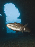 Great Barracuda at Liberty Wreck, Tulamben, Bali, Indonesia Photographic Print by Reinhard Dirscherl