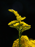 Seaside Goldenrod (Solidago Sempervirens), Charleston, South Carolina, USA Photographic Print by Marc Epstein