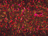 Glial Cells in a Mammal (Rat) Brain Photographic Print by Thomas Deerinck