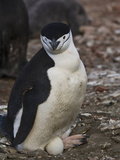 Chinstrap Penguin Incubating an Egg at its Feet (Pygoscelis Antarctica), Antarctica Photographic Print by Gerald & Buff Corsi