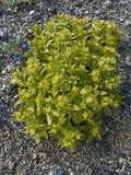 Seaside Sandplant (Honckenya Peploides), Glacier Bay National Park, Alaska Photographie par Gerald & Buff Corsi