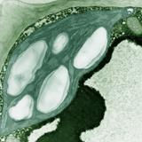Chloroplast from a Mature Rhododendron Leaf Chloroplasts are Energy-Capturing Organelles Photographic Print by Wolf Fahrenbach