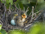 Green Heron (Butorides Virescens) Chicks in Nest and One Unhatched Egg, Florida, USA Photographie par John Cornell