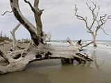 Drift Wood Along the Eroding Shoreline and Beaches, Cape Romain National Wildlife Refuge Fotografie-Druck von Marc Epstein