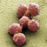Synthetic Mycoplasma Bacteria, SEM Photographic Print by Thomas Deerinck