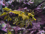Leafy Sea Dragon (Phycodurus Eques), Western Australia, Pacific Ocean Photographic Print by Gerald & Buff Corsi