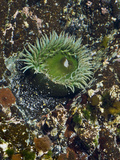 Giant Green Anemone (Anthopleura Xanthogrammica), Glacier Bay National Park, Alaska Photographic Print by Gerald & Buff Corsi