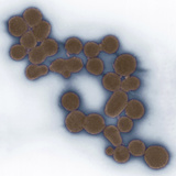 Synthetic Mycoplasma Bacteria, SEM Photographic Print by Thomas Deerinck