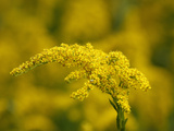 Seaside Goldenrod (Solidago Sempervirens), Charleston, South Carolina, USA Photographic Print by Marc Epstein