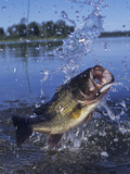 Largemouth Bass Surfacing with a Lure in its Mouth Photographic Print by Wally Eberhart