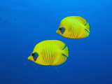 Masked Butterflyfishes, Chaetodon Semilarvatus, Daedalus Reef, Red Sea, Egypt Photographic Print by Reinhard Dirscherl