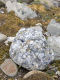 Conglomerate Boulder, Thorofare Flats, Denali National Park, Alaska, USA Photographic Print by Patrick Endres