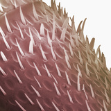 Surface of One Segment of Honey Bee Antenna (Apis Mellifera) Photographic Print by Wolf Fahrenbach