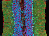 Cerebellum Purkinje Cells, GFAP, and DNA, 2-Photon Microscopy Photographic Print by Thomas Deerinck