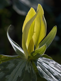 Yellow Trillium (Trilleum Luteum) Great Smoky Mountains Np Photographic Print by Gerald & Buff Corsi