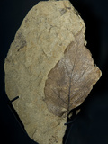 Fossil Leaf, a Broad-Leaf Angiosperm from the Laramie Formation, Dawson County Montana Photographic Print by Gerald & Buff Corsi