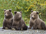 Brown Bear Triplet Spring Cubs (Ursus Arctos), Katmai National Park, Alaska, USA Photographic Print by Patrick Endres