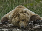 Grizzly Bear, (Ursus Arctos) Hallo Bay, Katmai National Park, Alaska Photographic Print by Gerald & Buff Corsi
