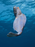 Honeycomb Cowfish (Lactophrys Polygonia) Courtship Display, Cozumel, Caribbean Sea, Mexico Photographic Print by Reinhard Dirscherl
