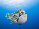 Reinhard Dirscherl - Chambered Nautilus (Nautilus Pompilius), Great Barrier Reef, Australia Fotografická reprodukce