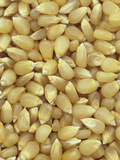 White Popcorn Seeds Photographie par Wally Eberhart