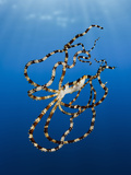 Wonderpus Octopus (Wunderpus Photogenicus), Lembeh Strait, North Sulawesi, Indonesia Photographic Print by Reinhard Dirscherl