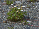 Pacific Beach Strawberry (Fragaria Chiloensis Pacifica), Glacier Bay National Park, Alaska, USA Photographic Print by Gerald & Buff Corsi