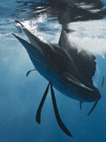 Atlantic Sailfish (Istiophorus Albicans) Hunting Sardines, Isla Mujeres, Yucatan Peninsula Sea Photographic Print by Reinhard Dirscherl