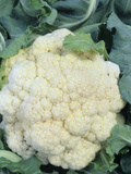 Head of Snow Crown Cauliflower Photographic Print by Wally Eberhart