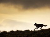 Gray Wolf Running (Canis Lupus), Denali National Park, Alaska, USA Photographic Print by Patrick Endres