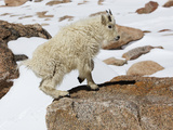 Yearling Mountain Goat (Oreamnos Americanus), Rocky Mountains, North America Photographic Print by John Cornell