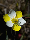 Carnival Poppy (Meconella Linearis), Bodega Head State Park, Sonoma County, Family Papaveraceae Photographic Print by Gerald & Buff Corsi